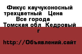 Фикус каучуконосный трехцветный › Цена ­ 500 - Все города  »    . Томская обл.,Кедровый г.